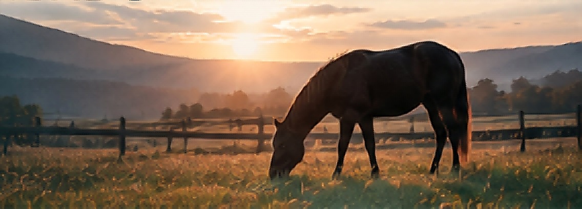 A horse grazing alone in an open meadow at sunset